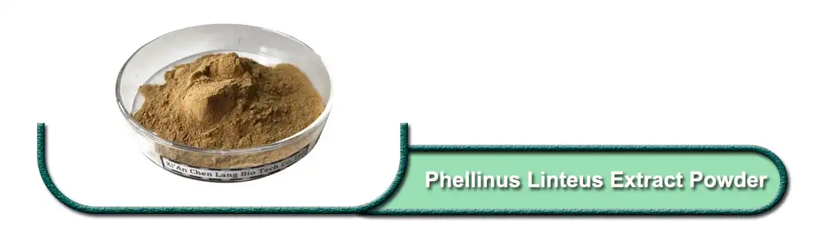 Phellinus Linteus Extract .jpg